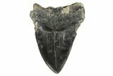 Bargain, Fossil Megalodon Tooth - South Carolina #170332-1